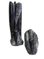 Orthoceras dier fossiel - Gefossiliseerd dier - Orthoceras