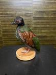 Opgezette Vogel Taxidermie Opgezette Dieren By Max