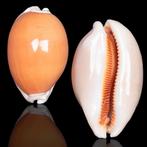 Dit prachtige exemplaar van de Gouden Cowrie. Zeeschelp -, Antiek en Kunst