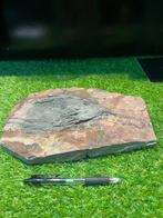 Zeelelie - Fossiel skelet - Scyphocrinites elegans - 26 cm -, Verzamelen, Mineralen en Fossielen