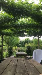 BOMENVERKOOP Leifruit amberboom dakplataan, Tuin en Terras, Planten | Bomen, Overige soorten, 250 tot 400 cm, Ophalen