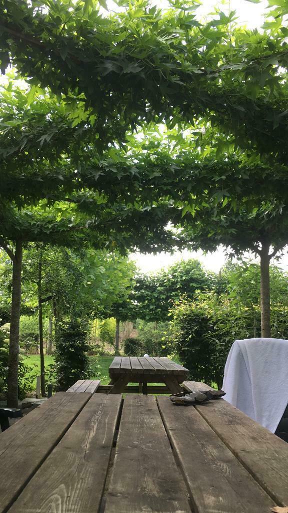 BOMENVERKOOP Leifruit amberboom dakplataan, Tuin en Terras, Planten | Bomen, Overige soorten, 250 tot 400 cm