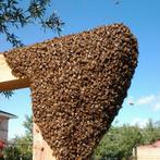 Verschillende rauwe Imkerhoning emmer van 10kg, Ophalen of Verzenden
