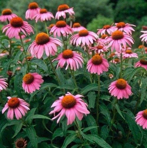 Op zoek naar siergrassen, heesters, bomen en struiken?, Tuin en Terras, Planten | Bomen, 250 tot 400 cm, Overige soorten, Zomer