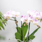 Kolibri Company | Plantenset Valentijn Candy | Roze Phalae, Verzenden, Nieuw