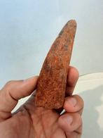 Dinosaurus - Fossiele tand - Spinosaurus aegyptiacus - 9.5