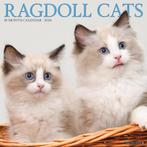 9781549235061 Ragdoll Cats 2024 12 X 12 Wall Calendar, Nieuw, Willow Creek, Verzenden