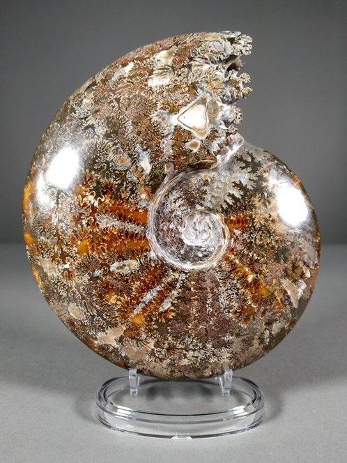 Ammoniet met bewerkte mond - Gefossiliseerde schelp -, Verzamelen, Mineralen en Fossielen