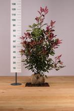 Glansmispel Red Robin/Photinia fraseri Red Robin 60t/m225cm, Ophalen of Verzenden, Overige soorten, Haag, 100 tot 250 cm