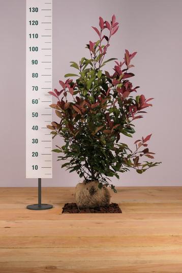 Glansmispel Red Robin/Photinia fraseri Red Robin 60t/m225cm beschikbaar voor biedingen