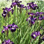 Iris Sibirica Shirley Pope - Wortelgoed - 5 stuks, Tuin en Terras, Planten | Tuinplanten, Verzenden