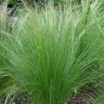 Stipa tenuifolia ‘Ponytails’ - Potmaat 9x9 cm, Ophalen of Verzenden