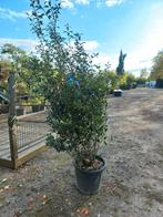 Osmanthus Burkwoodii schijnhulst, Tuin en Terras, Planten | Struiken en Hagen, Ophalen