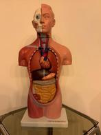 Onderwijs/demonstratiemodel - Plastic, Rubber - 1970-1980 -, Antiek en Kunst