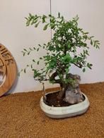 Japanese iep bonsai (Zelkova) - Hoogte (boom): 40 cm -