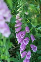 Vingerhoedskruid Digitalis purpurea Pot