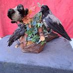 Bonte Kraaien met Kauwen - Taxidermie wandmontage - Corvus, Nieuw