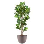 Ficus Lyrata kunstplant, H200cm, Huis en Inrichting, Ophalen of Verzenden
