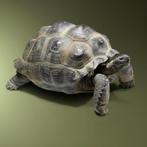 Seychellen Schildpad Replica, Verzamelen, Nieuw, Wild dier, Opgezet dier, Ophalen of Verzenden