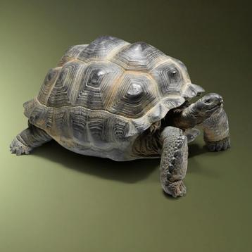 Seychellen Schildpad Replica