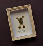 Kikker Taxidermie volledige montage - Rhacophorus, Antiek en Kunst, Curiosa en Brocante