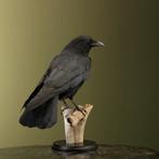 Kraai Taxidermie Opgezette Dieren By Max, Ophalen of Verzenden, Nieuw, Vogel, Opgezet dier