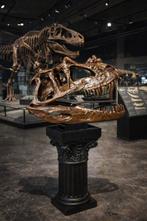 Dinosaurus Schedel - 1:1 XXL Ceratosaurus Skull 83cm - 42 cm