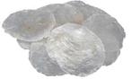 Capiz Shell Camar schelpen 5-10 cm 1 kilo, Ophalen of Verzenden, Nieuw