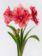 Amaryllis Double Dream (Roze Rood, Amaryllis kopen?), Ophalen of Verzenden