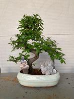 Japanese iep bonsai (Zelkova) - Hoogte (boom): 35 cm -, Antiek en Kunst