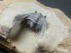 Trilobiet - Gefossiliseerd dier - Kettneraspis - 11 cm