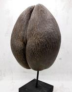 Coco de mer Taxidermie volledige montage - Lodoicea, Nieuw