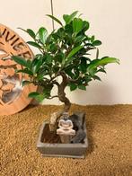 Vijgenboom bonsai (Ficus) - Hoogte (boom): 33 cm - Diepte