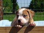 Old English Bulldog pups! | Mogen mee! | Hartelijk Welkom., Parvo, Nederland, 8 tot 15 weken, Bulldog