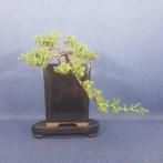 Jeneverbes bonsai (Juniperus) - Hoogte (boom): 10 cm -, Antiek en Kunst