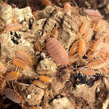 Isopod Porcelliomides pruinosus “powder orange” beschikbaar voor biedingen