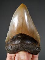 Mooie Megalodonhaai tand - Fossiele tand - Carcharocles, Verzamelen, Mineralen en Fossielen