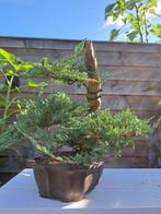 Jeneverbes bonsai (Juniperus) - Hoogte (boom): 35 cm -
