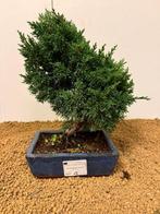 Jeneverbes bonsai (Juniperus) - Hoogte (boom): 27 cm -