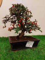 Cotoneaster coral beauty - Hoogte (boom): 24 cm - Diepte