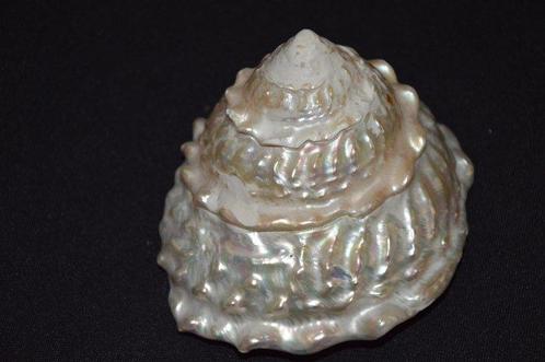 Zeeslak Zeeschelp - TROCHUS DENTATUS (Zonder Minimumprijs), Verzamelen, Dierenverzamelingen