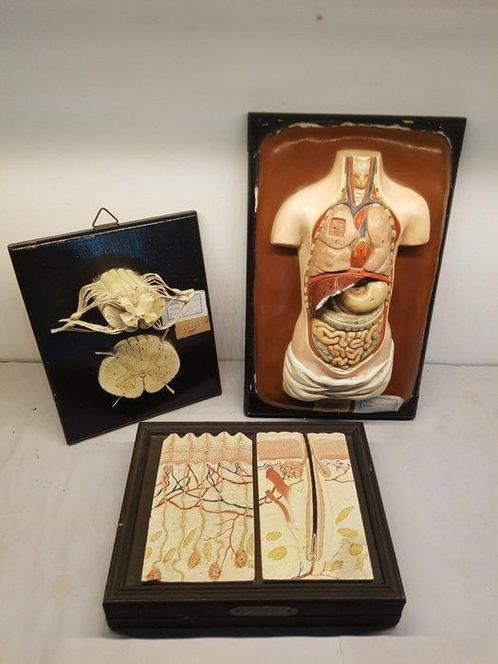 Anatomisch model (3) - Gips, Hout - 1850-1900 - Menselijke, Antiek en Kunst, Antiek | Wandborden en Tegels
