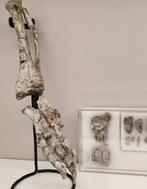 Fossiel bot - Psittacosaurus - 25 cm