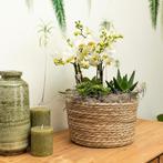 Kolibri Orchids | witte plantenset in Reed Basket incl. wate, Huis en Inrichting, Verzenden, Nieuw