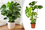 Monstera Deliciosa gatenplant (50 - 60 cm), Huis en Inrichting, Kamerplanten