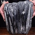 400 miljoen jaar Orthoceras op matrix - fossiele plaat - -