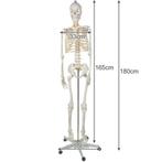 Malatec Menselijk Skelet Model 170cm - Perfect voor Onder..., Ophalen of Verzenden, Nieuw