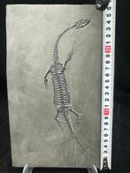 Fossiel - Fossiele matrix - Keichousaurus sp. - 27 cm - 17, Verzamelen, Mineralen en Fossielen
