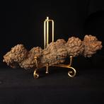 308 g XL 16,10 × 4,50 cm fossiel uitwerpsel coproliet van