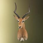 Impala Taxidermie Opgezette Dieren By Max, Verzamelen, Dierenverzamelingen, Ophalen of Verzenden, Nieuw, Wild dier, Opgezet dier